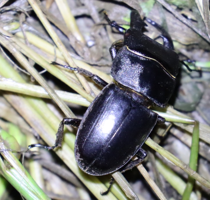 ヒラタクワガタ♂2匹目（47mm アングル2）_その他の洞のあるヤナギ－ヤナギ林_2023年6月8日19時50分気温20度 霧雨